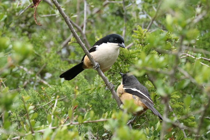 Southern Boubou (Laniarius ferrugineus)