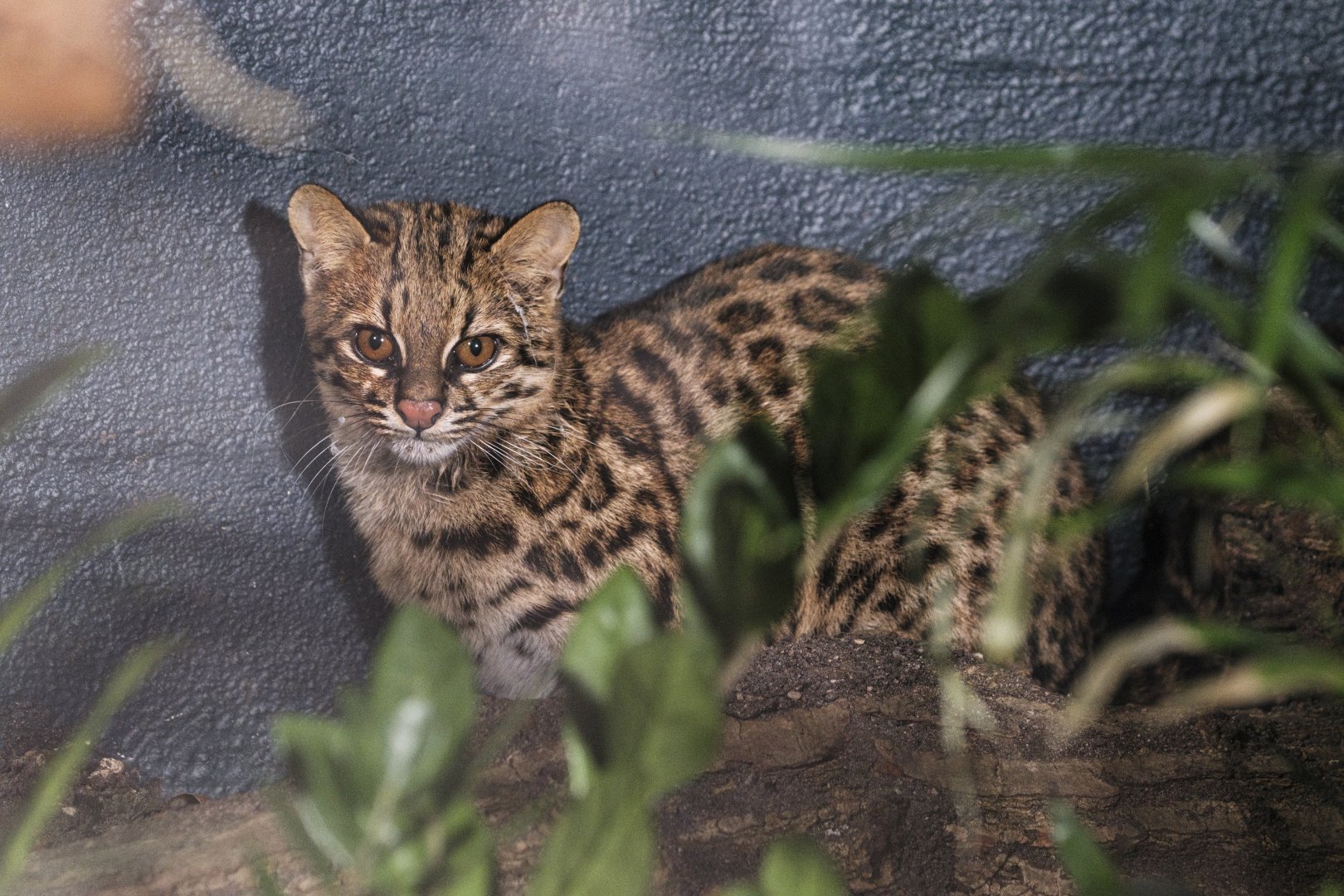 Southern Brazilian little spotted cat