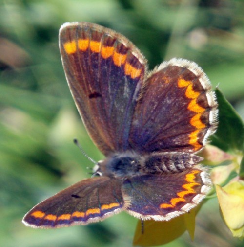 Southern Brown Argus (Aricia cramera)