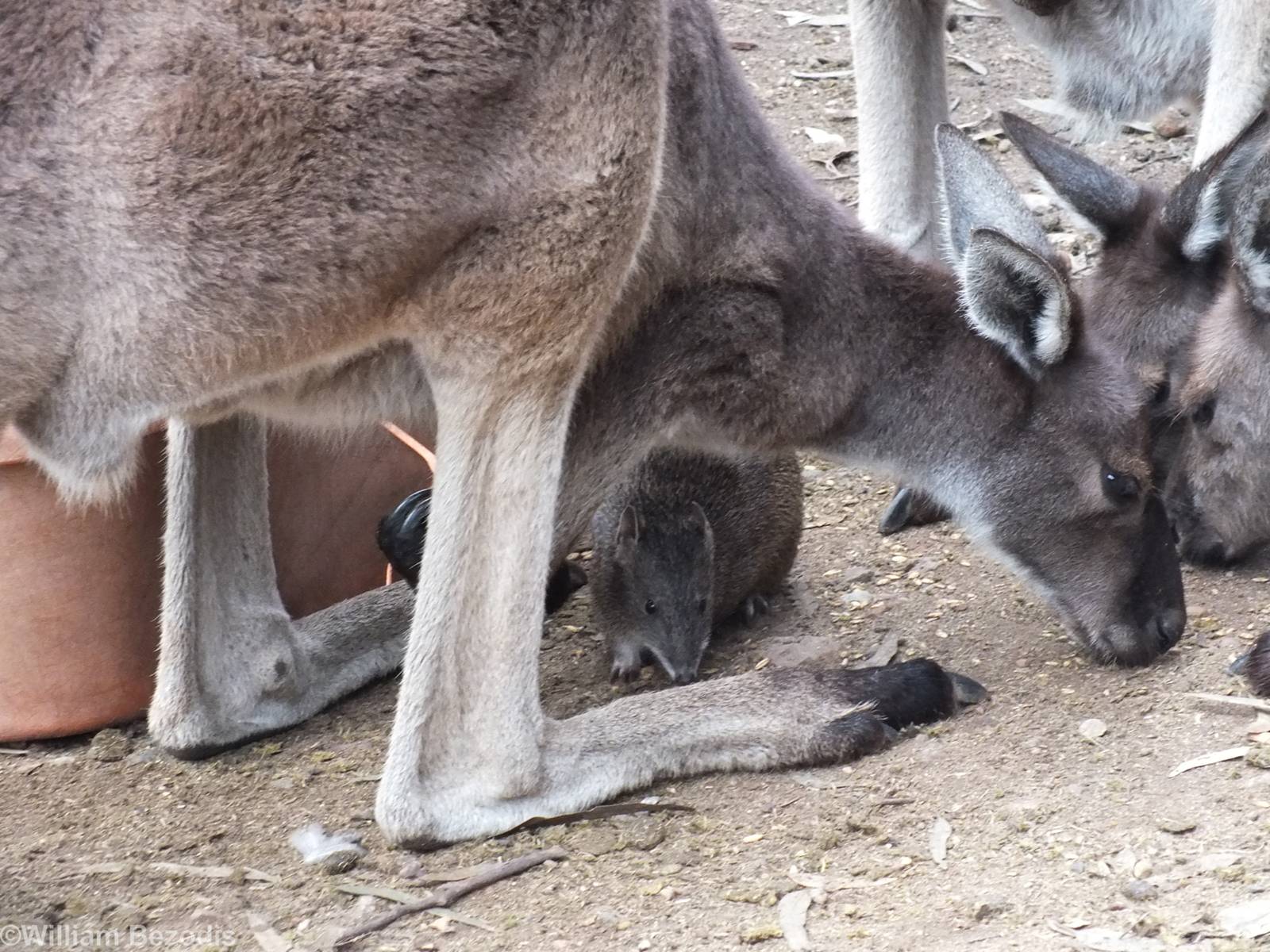 Southern Brown Bandicoot and Western Grey Kangaroos