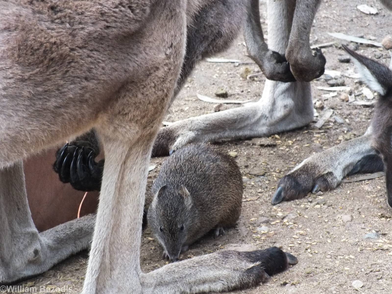 Southern Brown Bandicoot and Western Grey Kangaroos