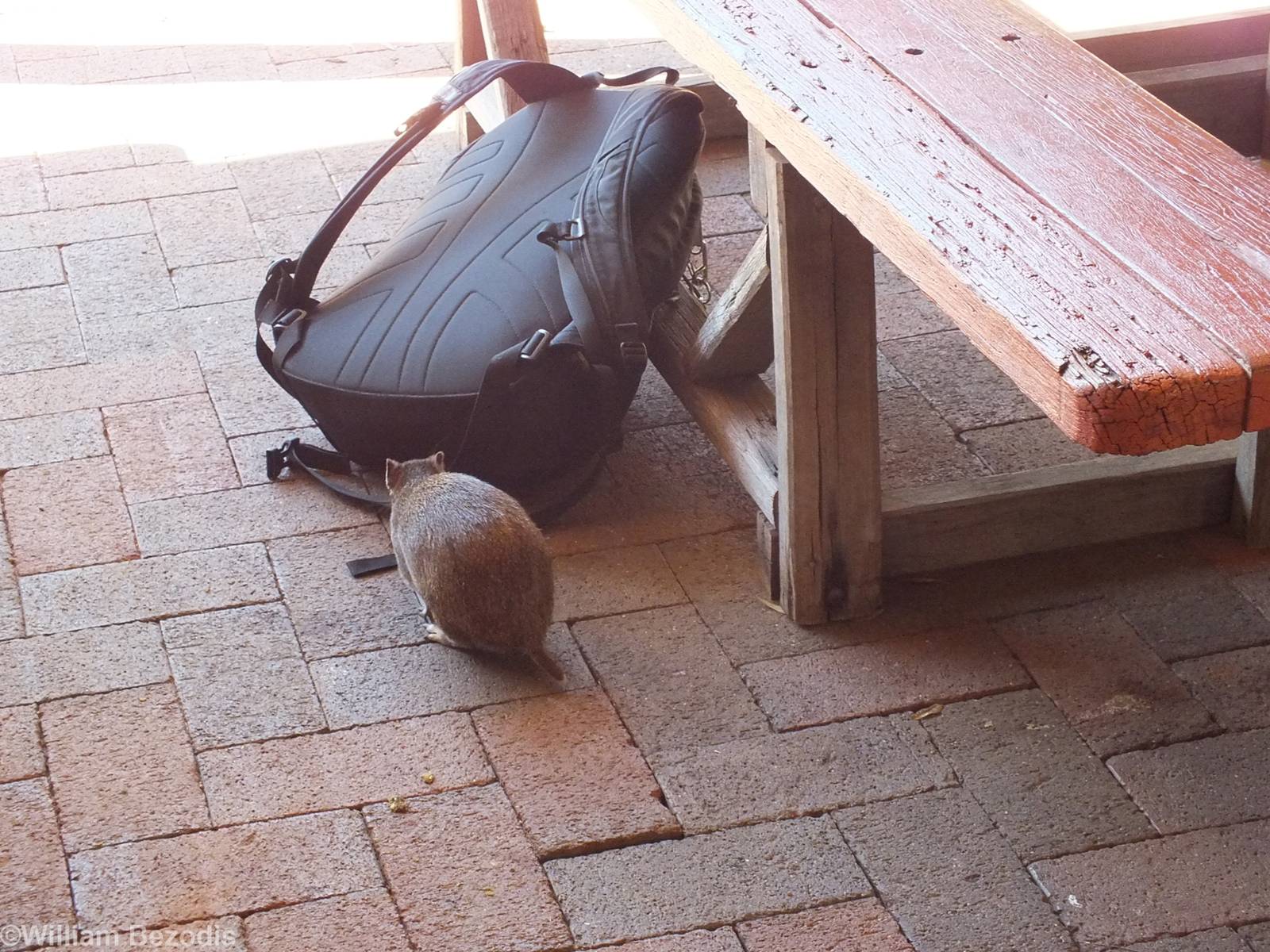 Southern Brown Bandicoot Investigates my Bag