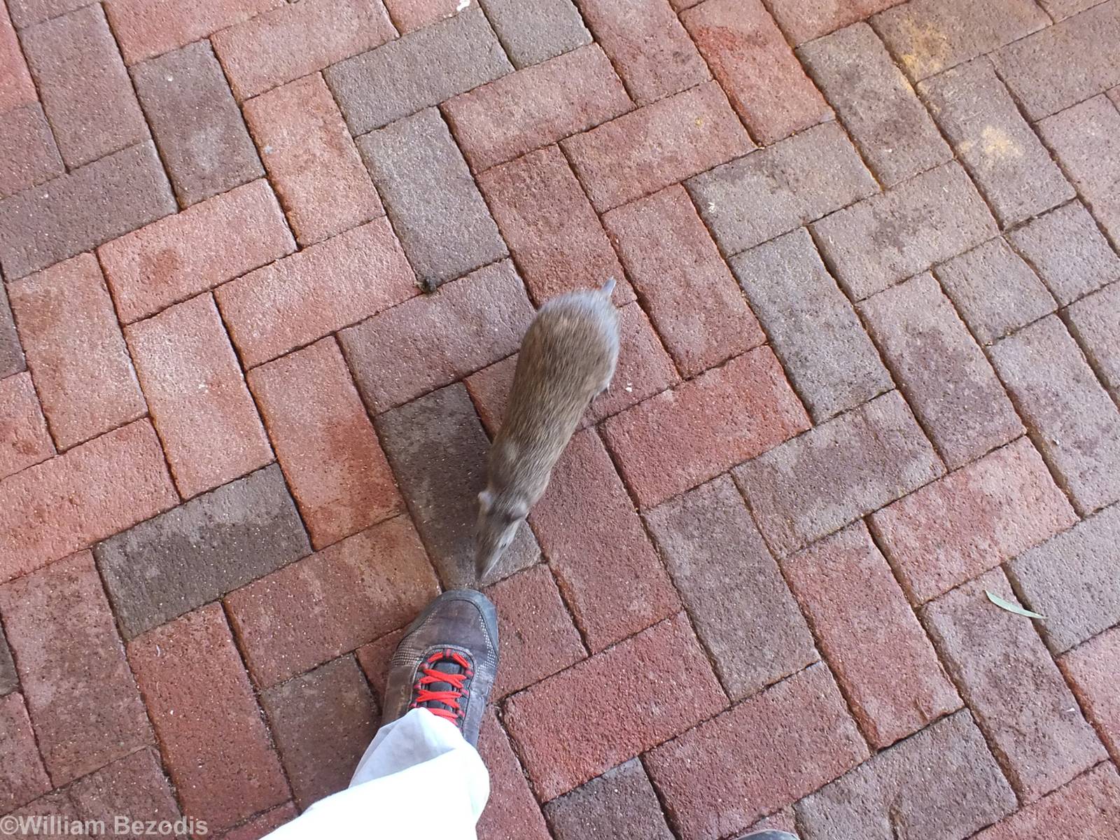 Southern Brown Bandicoot Investigates my Shoe!