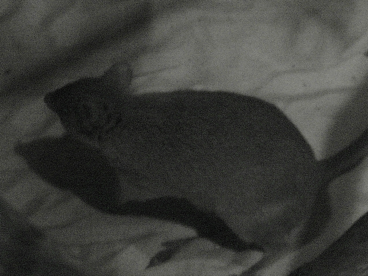 Southern Brown Bandicoot (Isoodon obesulus)