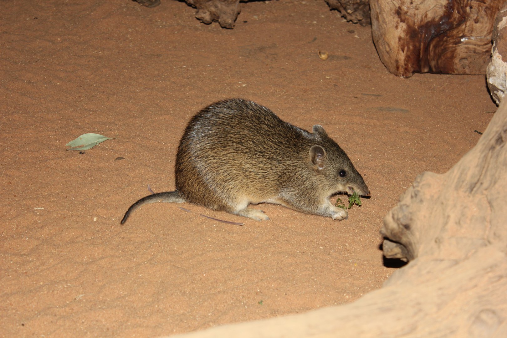 Southern Brown Bandicoot (Isoodon obesulus)