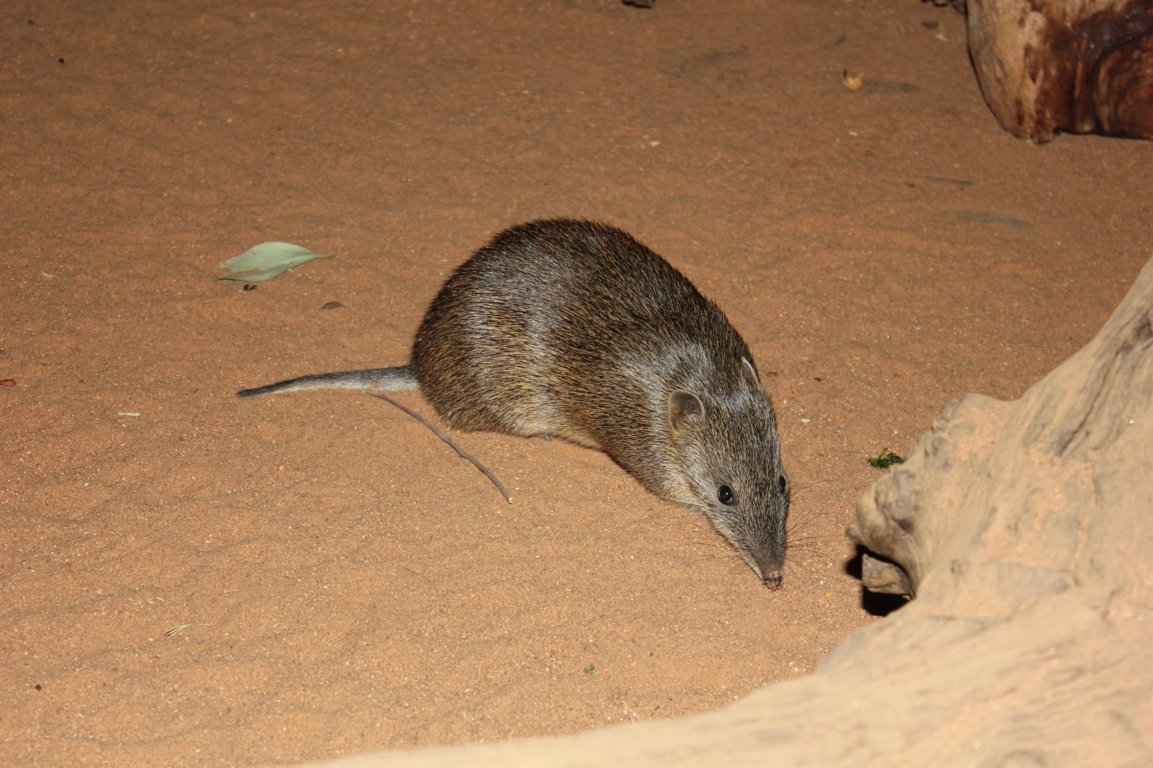 Southern Brown Bandicoot (Isoodon obesulus)