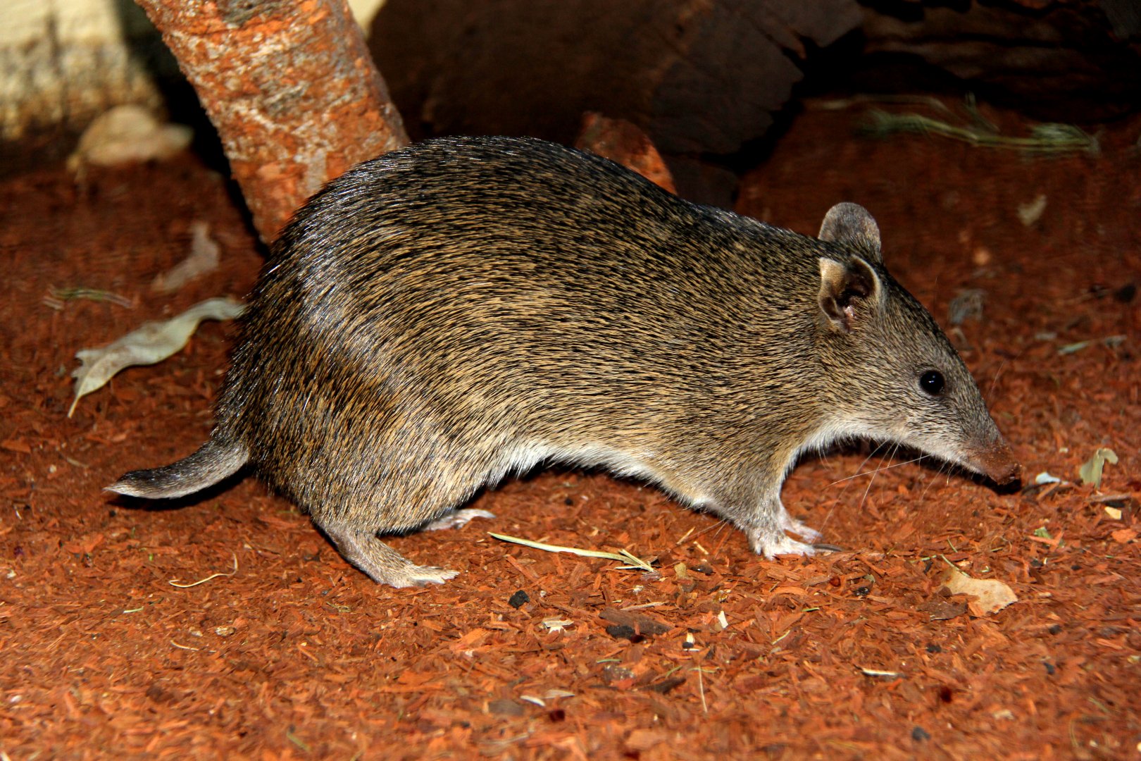 southern brown bandicoot (Isoodon obesulus)