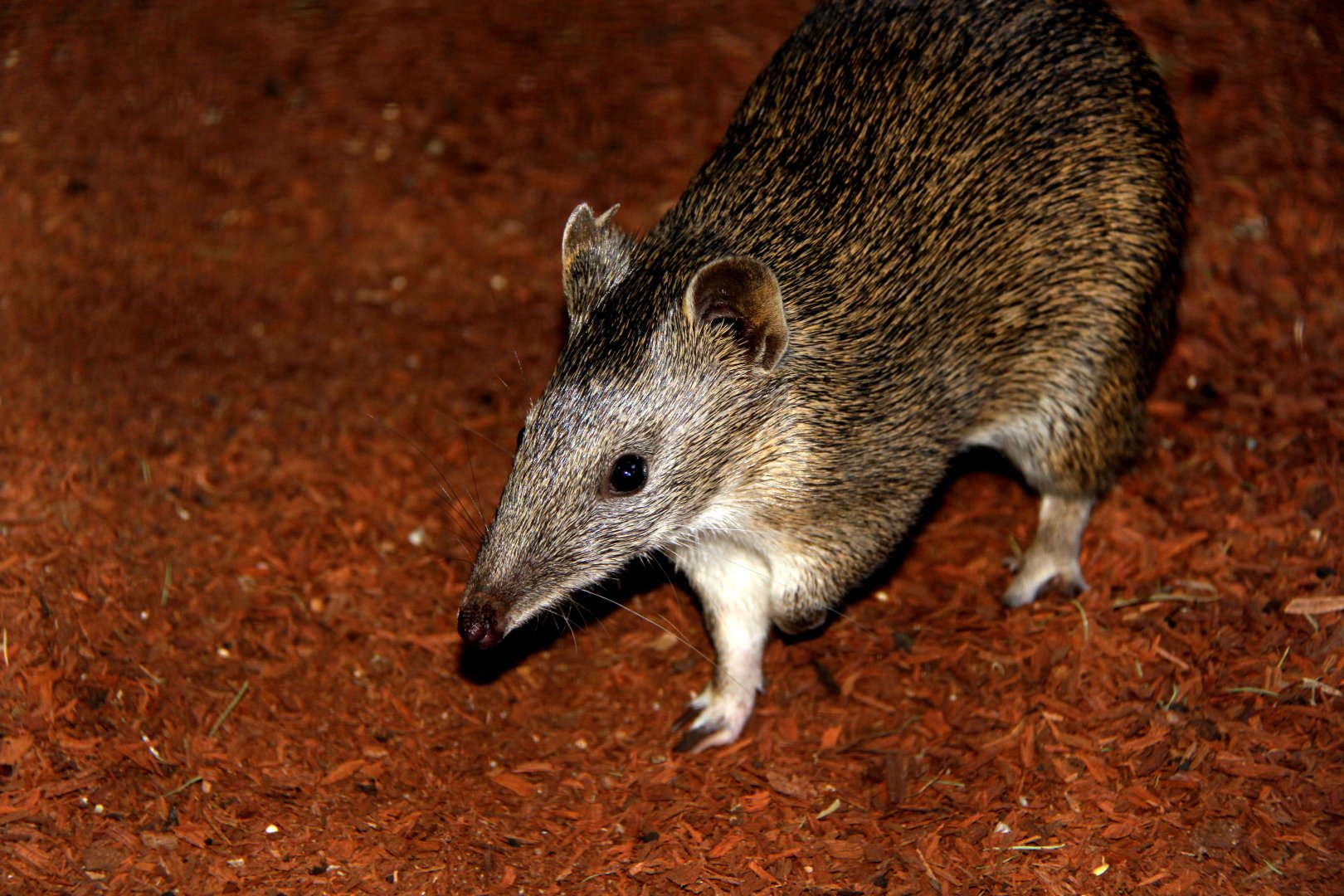 southern brown bandicoot (Isoodon obesulus)