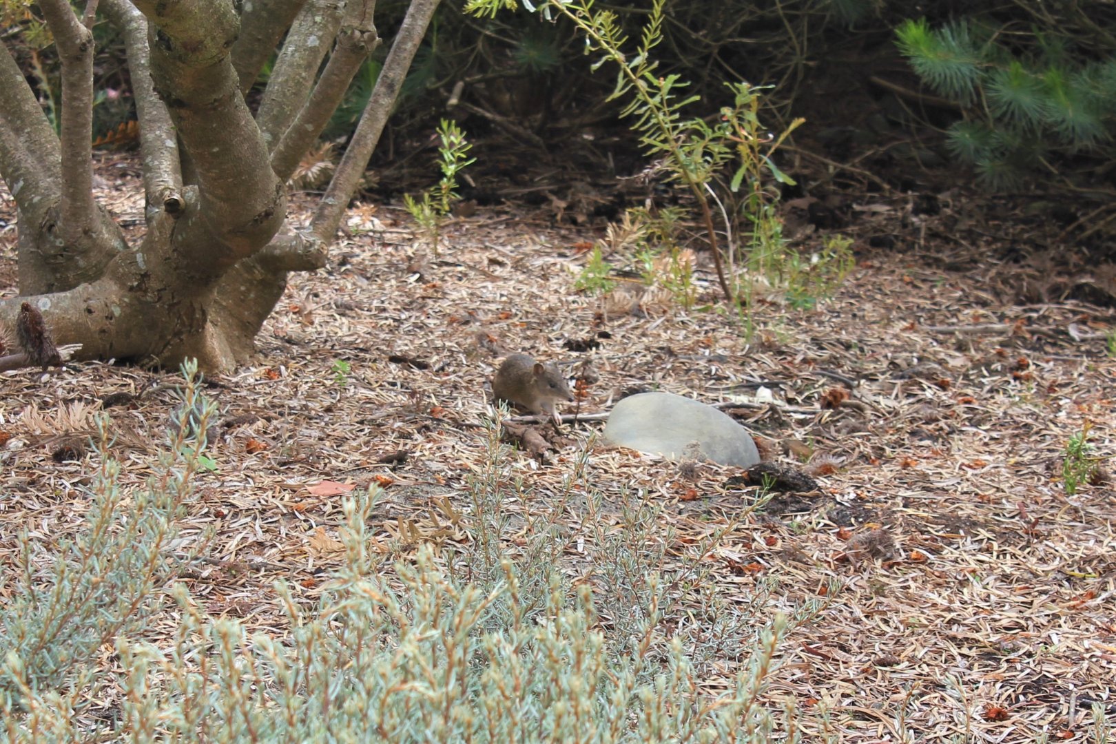 Southern Brown Bandicoot (Isoodon obesulus)