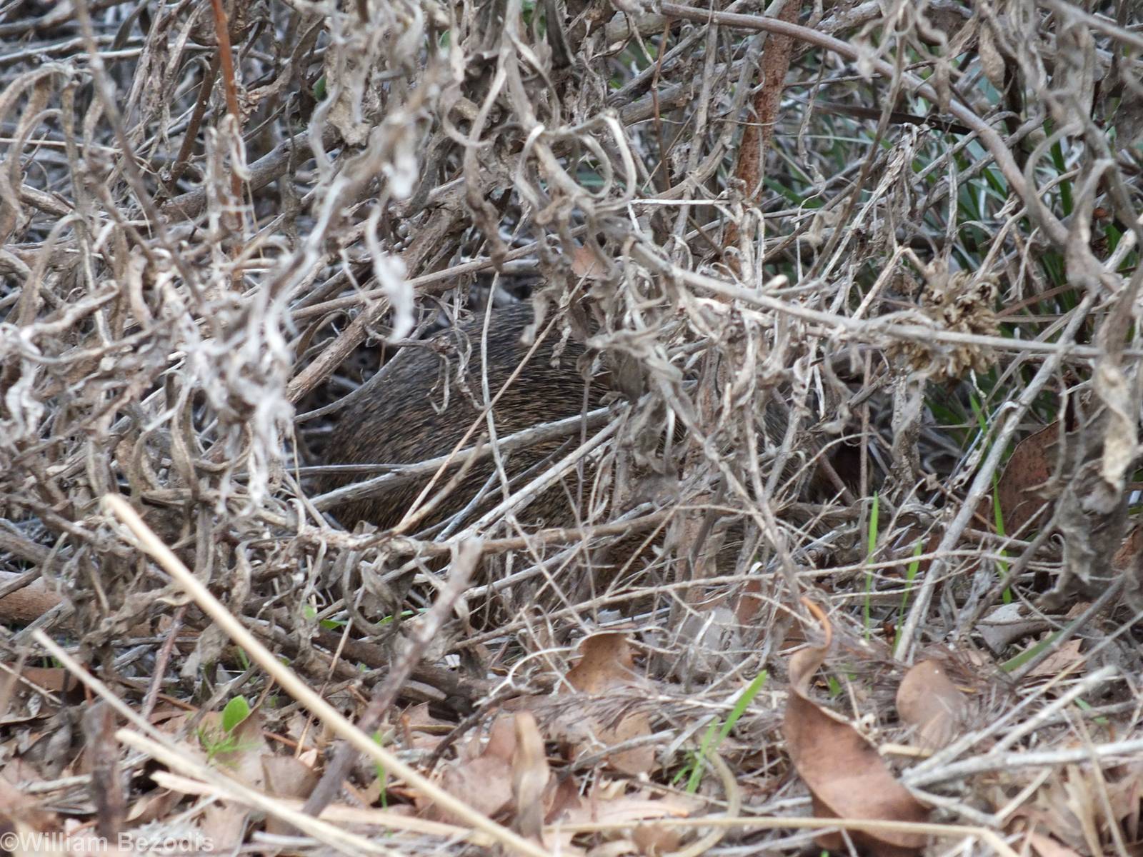 Southern Brown Bandicoot (Quenda)