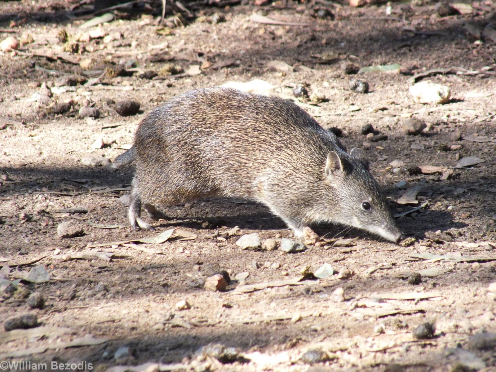 Southern Brown Bandicoot