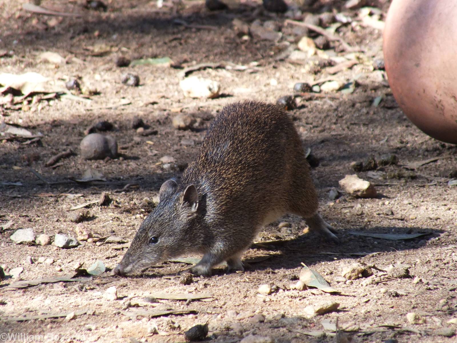 Southern Brown Bandicoot