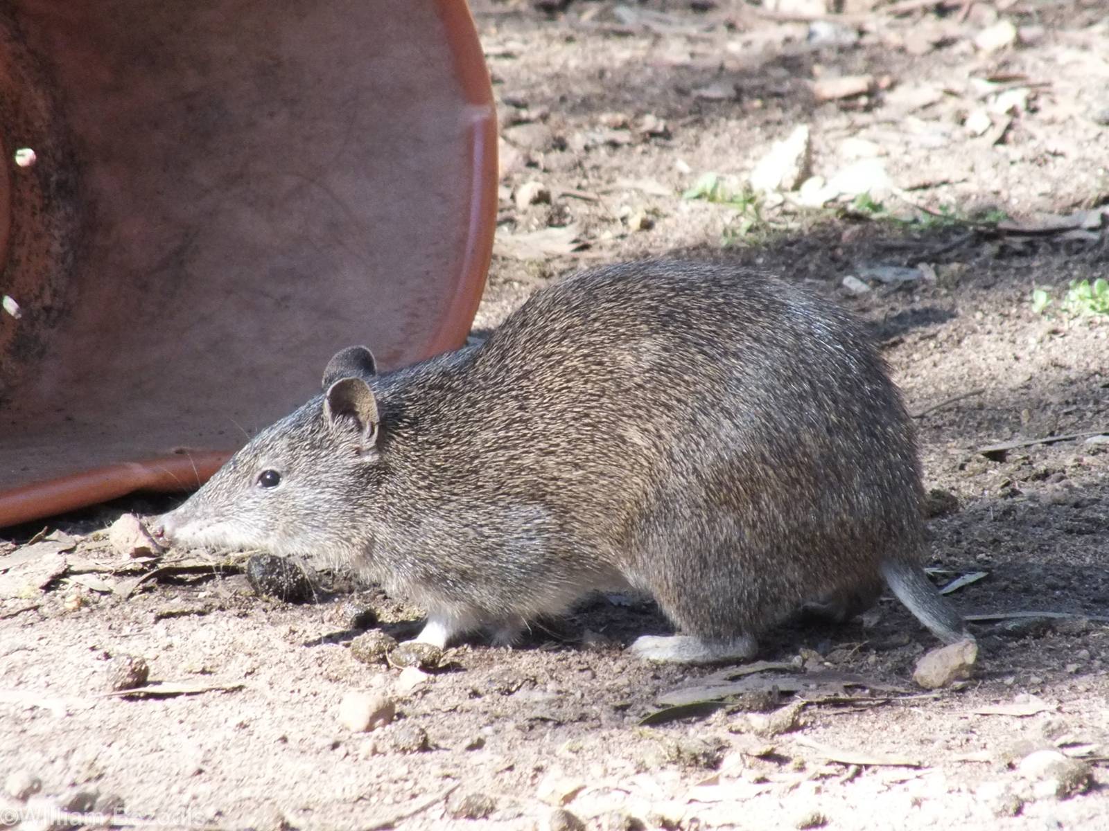 Southern Brown Bandicoot
