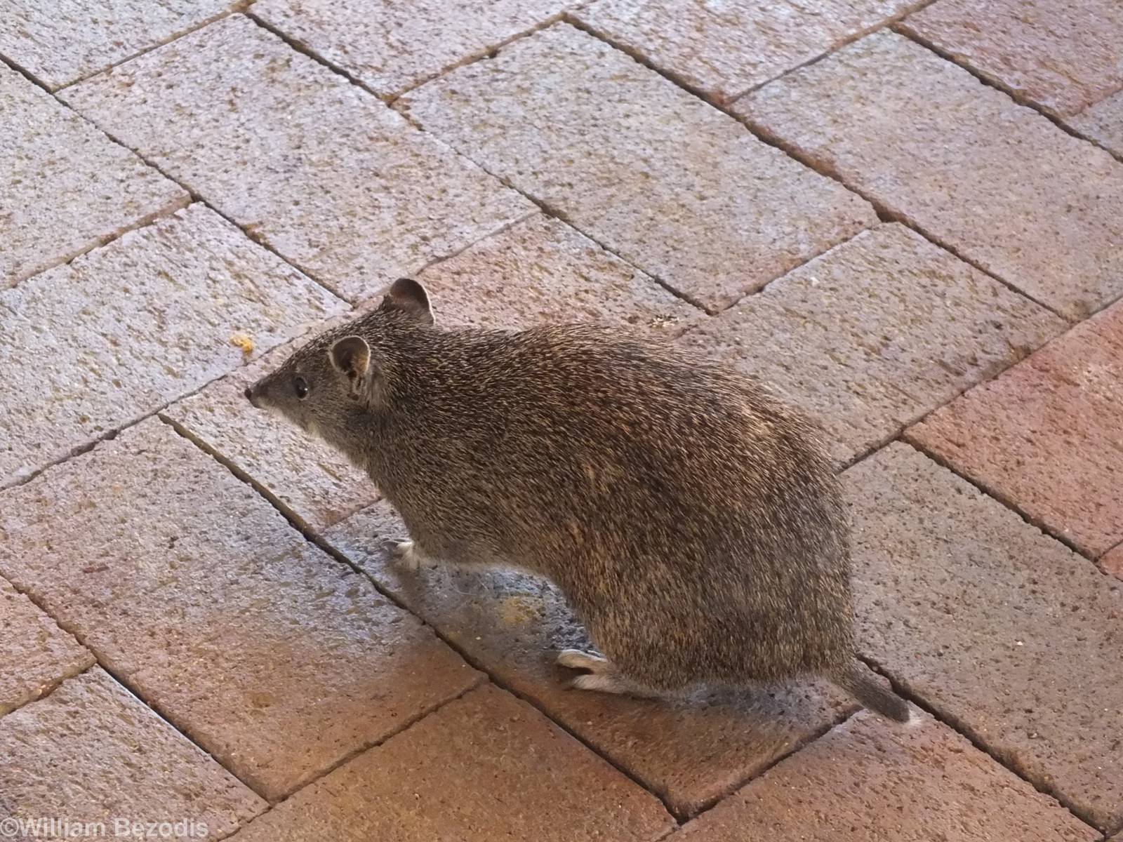 Southern Brown Bandicoot