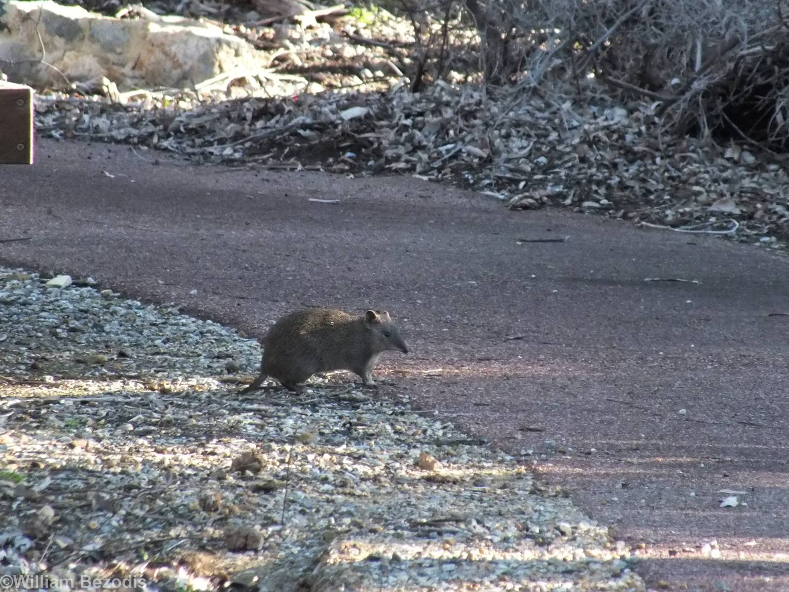 Southern Brown Bandicoot