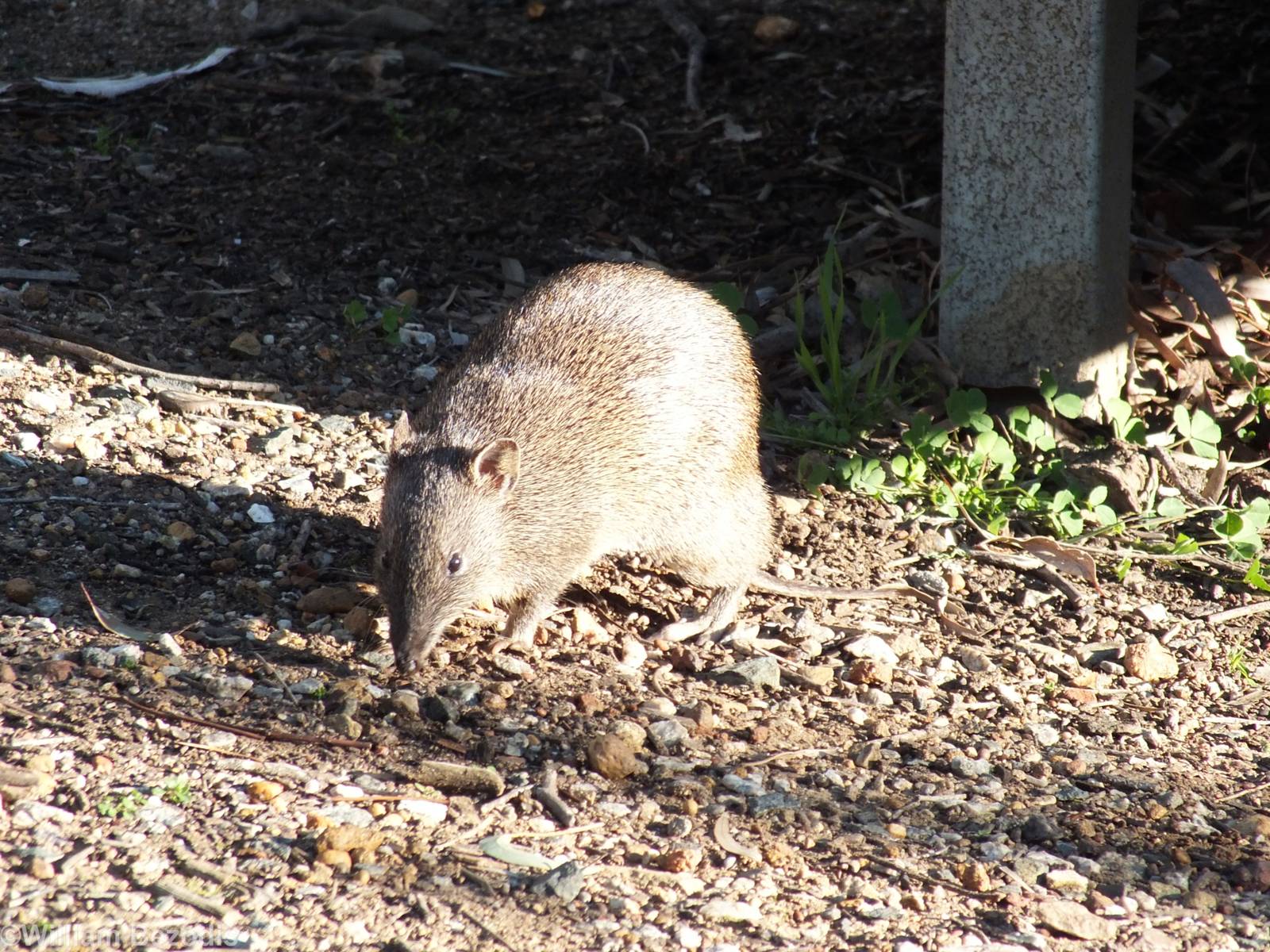 Southern Brown Bandicoot