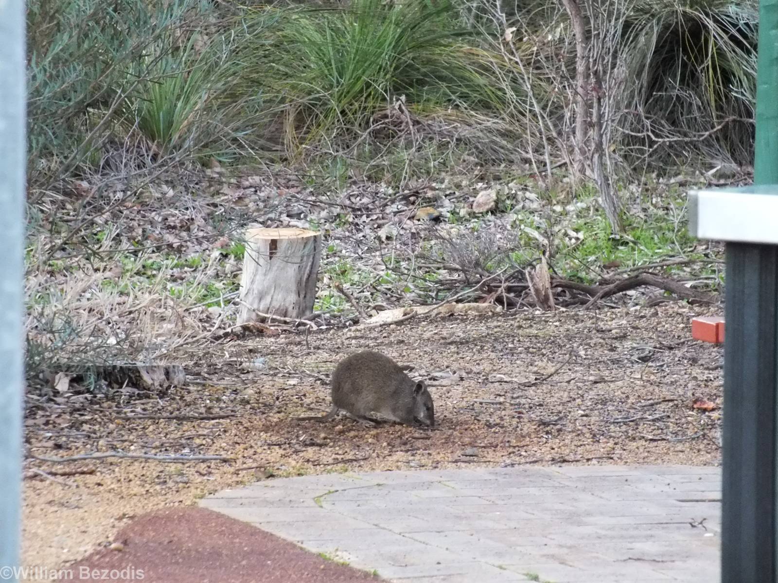 Southern Brown Bandicoot