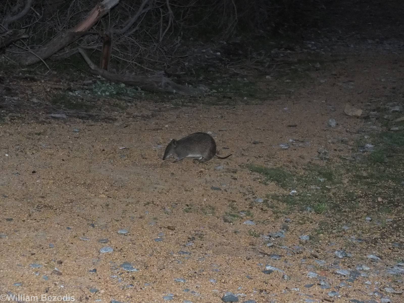Southern Brown Bandicoot