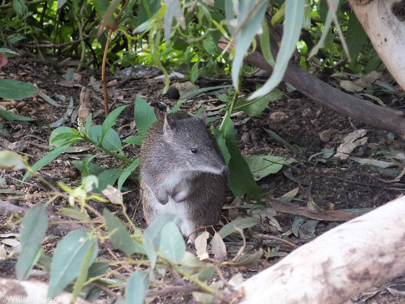 Southern Brown Bandicoot