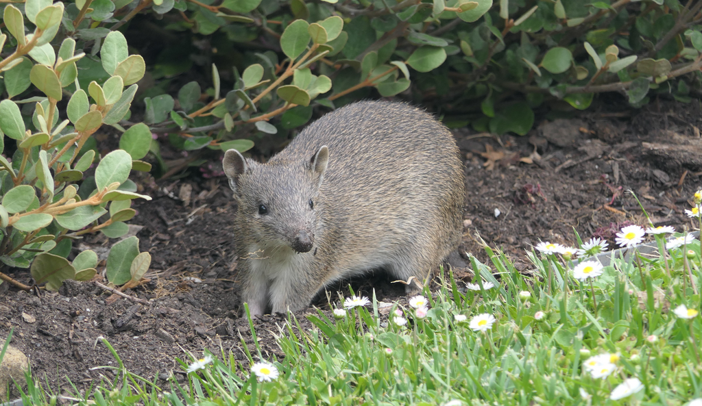 Southern Brown Bandicoot