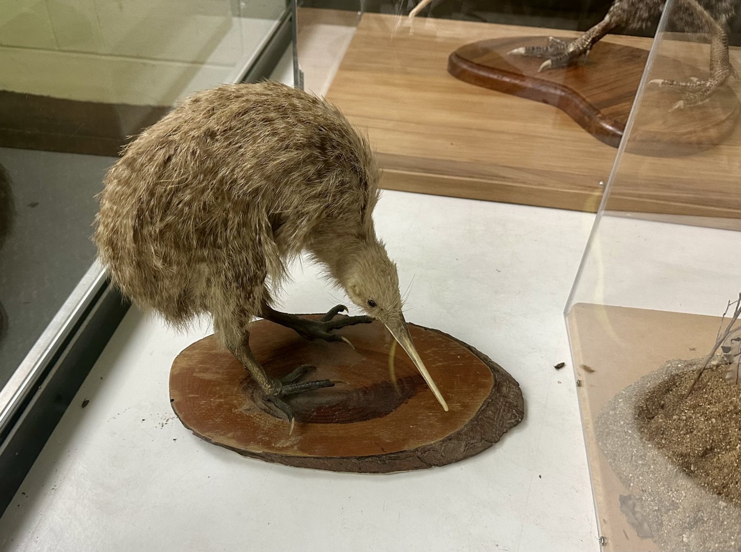 Southern brown kiwi (Apteryx australis)