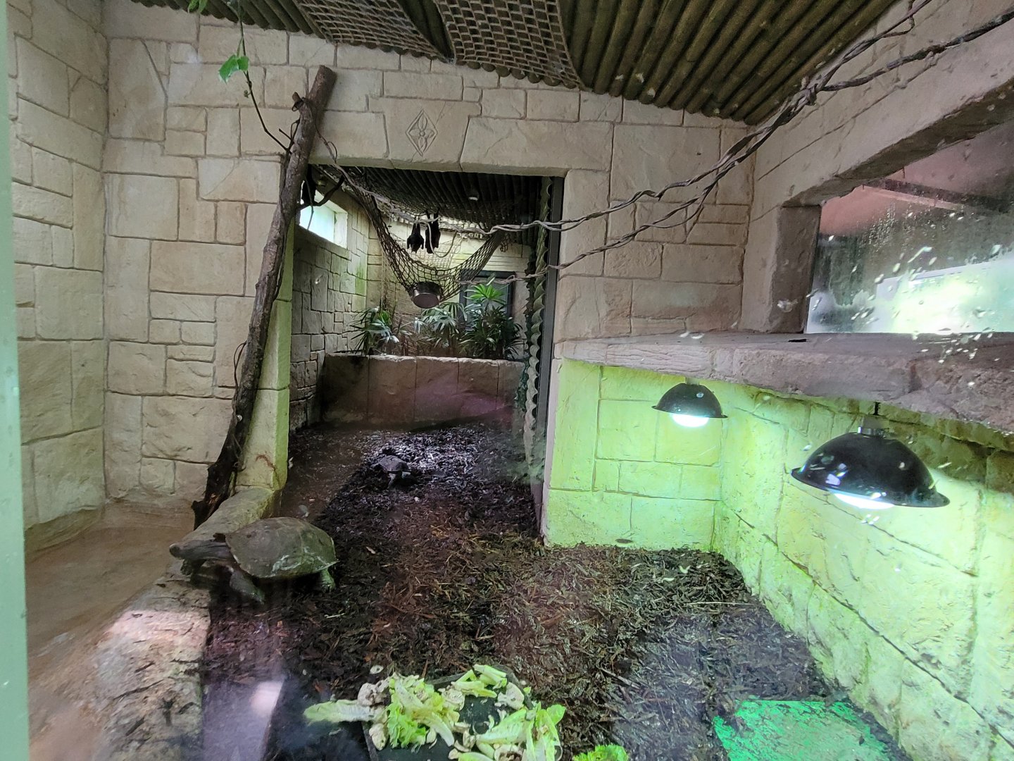 Southern Brown tortoise exhibit -Zoo d'Asson (2022)