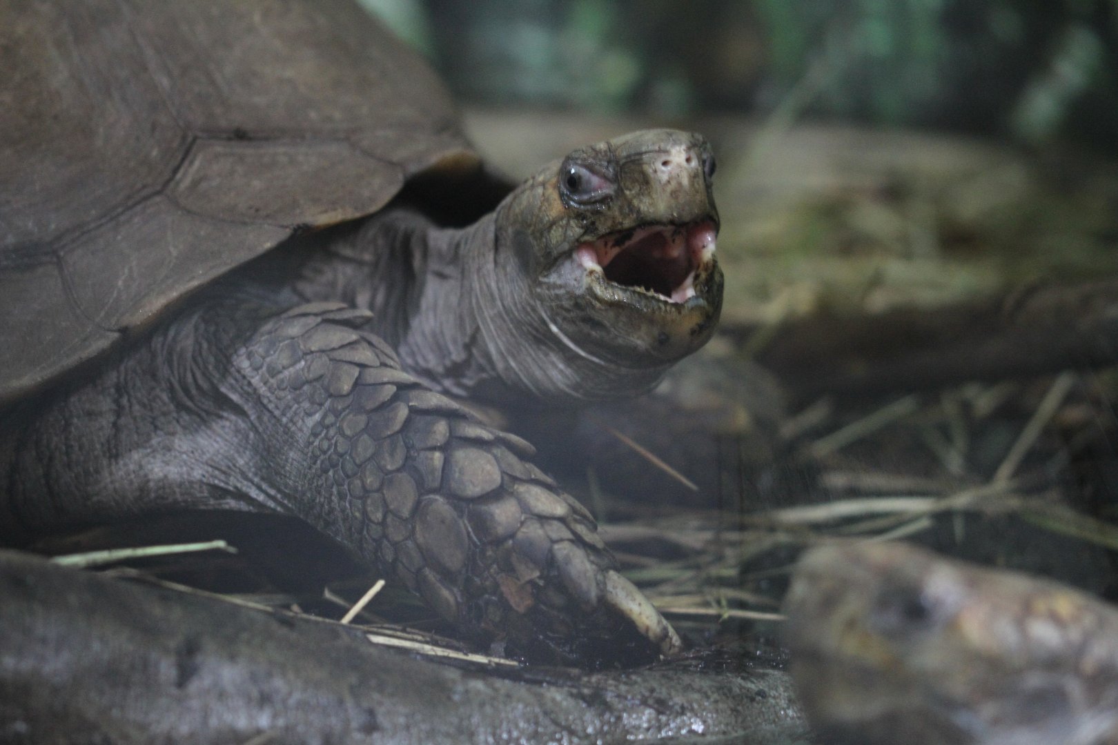 Southern Brown tortoise (Manouria emys emys)