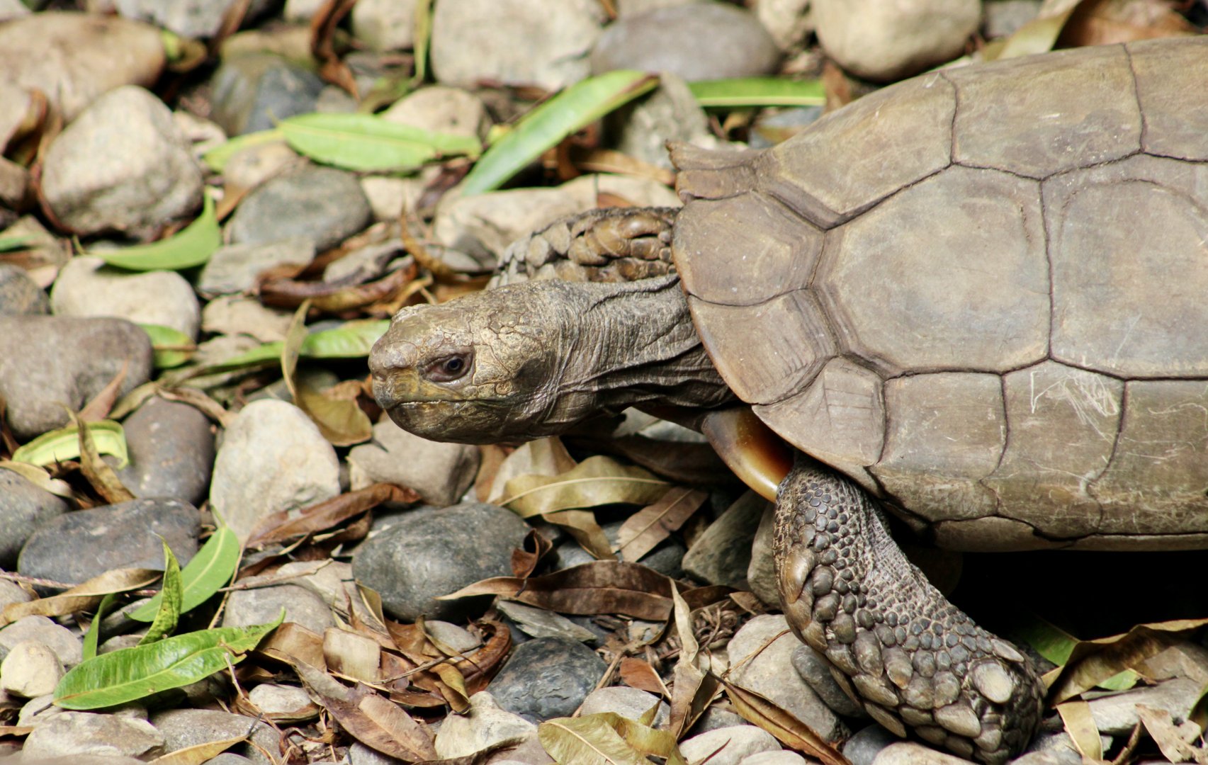 Southern Brown Tortoise (Manouria emys emys)