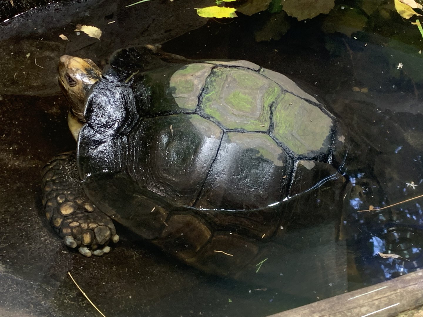 Southern brown tortoise