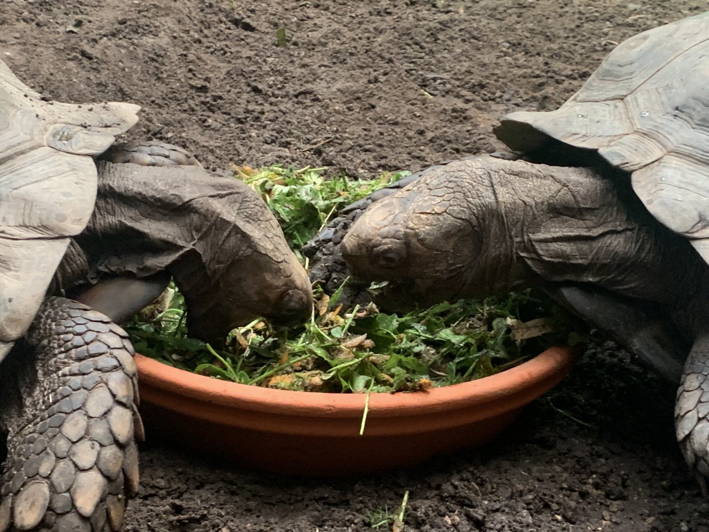 Southern brown tortoises