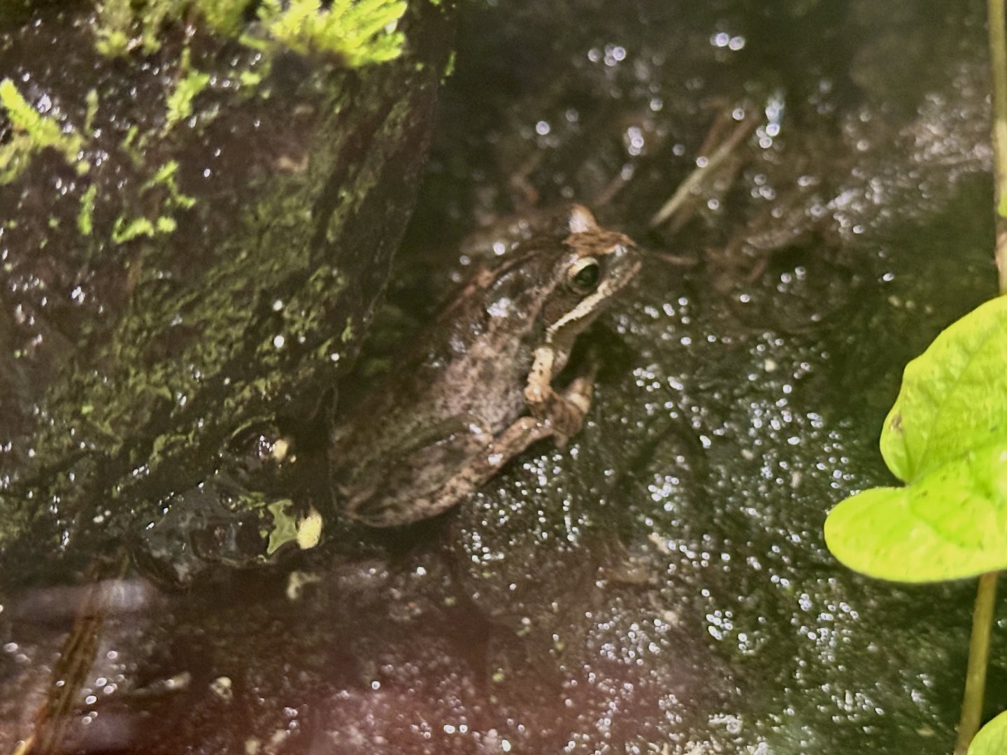 Southern brown tree frog (Litoria ewingii)