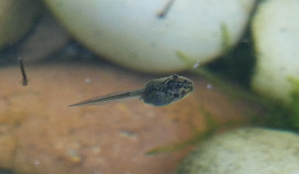 Southern Brown Tree Frog tadpole