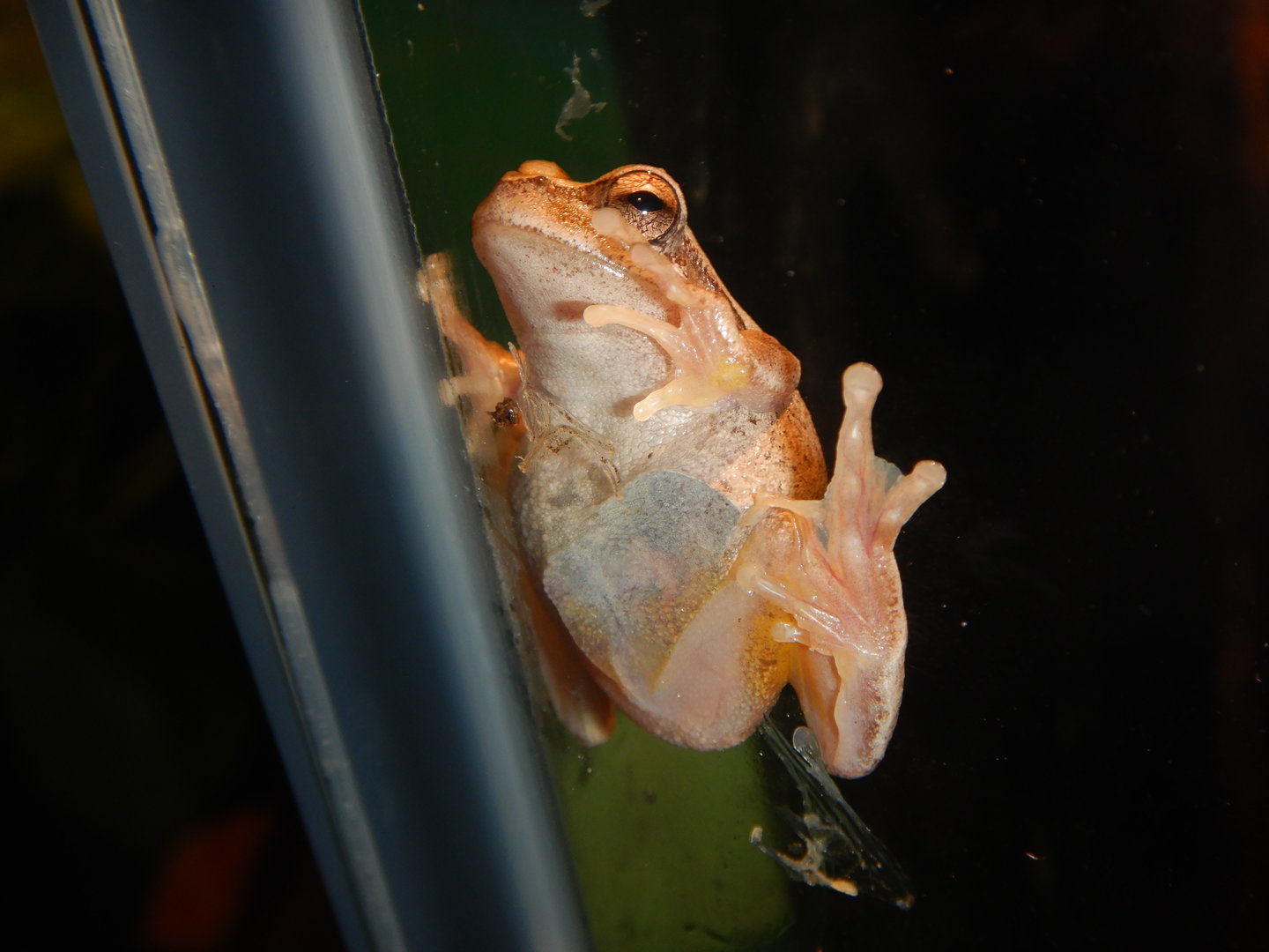 Southern Brown Tree Frog