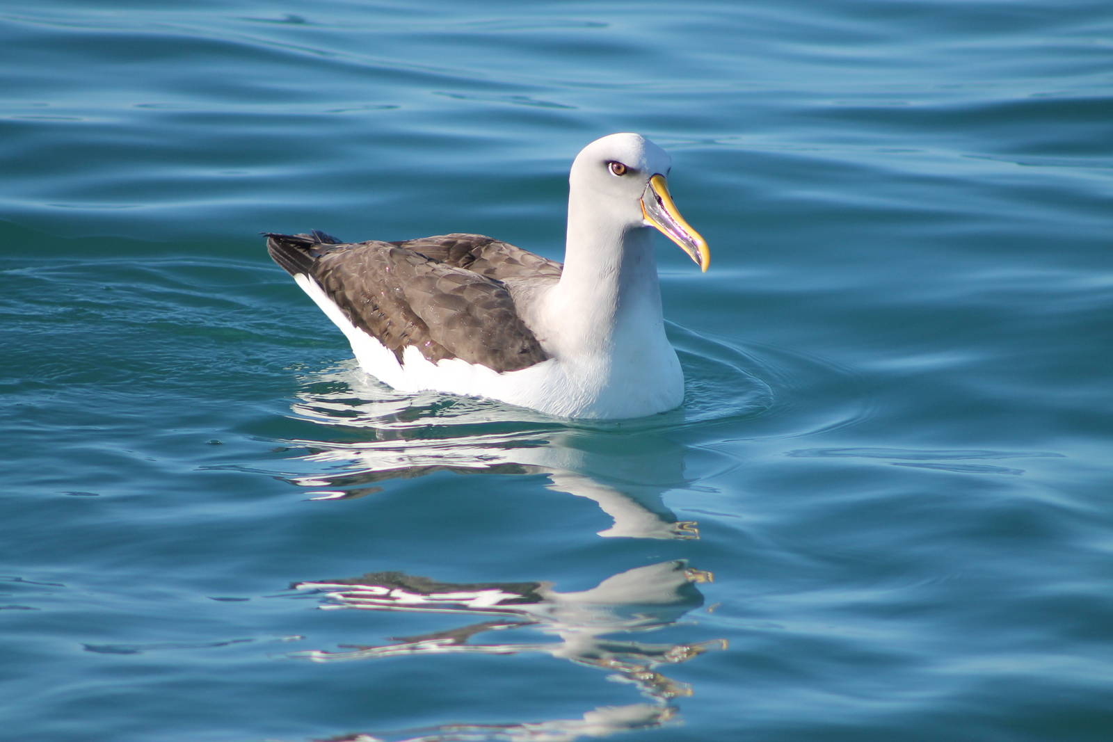 Southern Buller's albatross (Thalassarche bulleri)