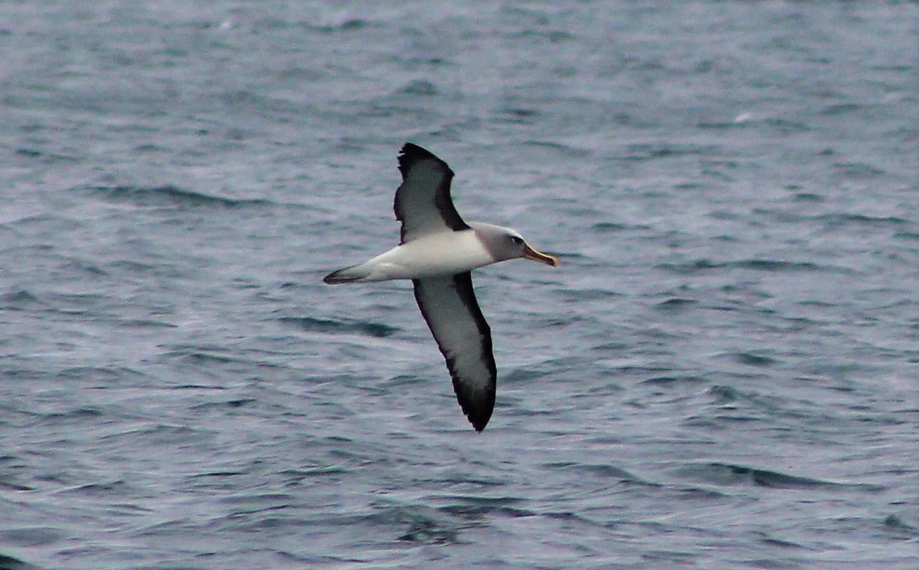 Southern Buller's Albatross (Thalassarche bulleri)