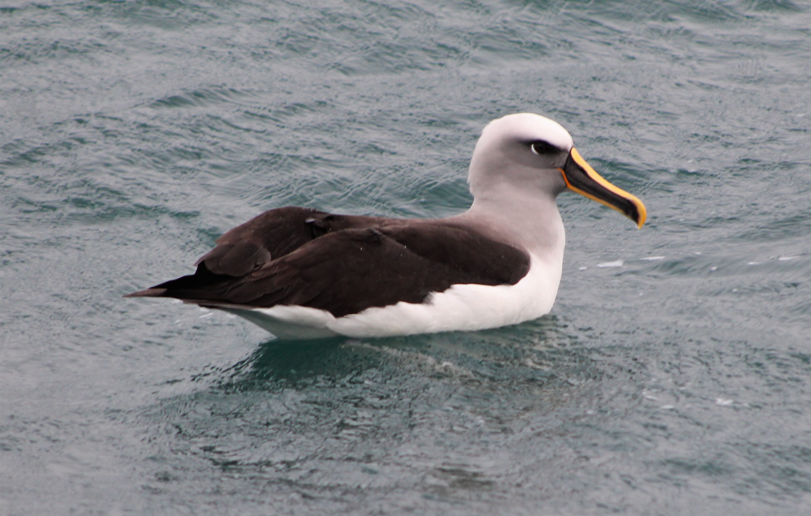 Southern Buller's Albatross (Thalassarche bulleri)