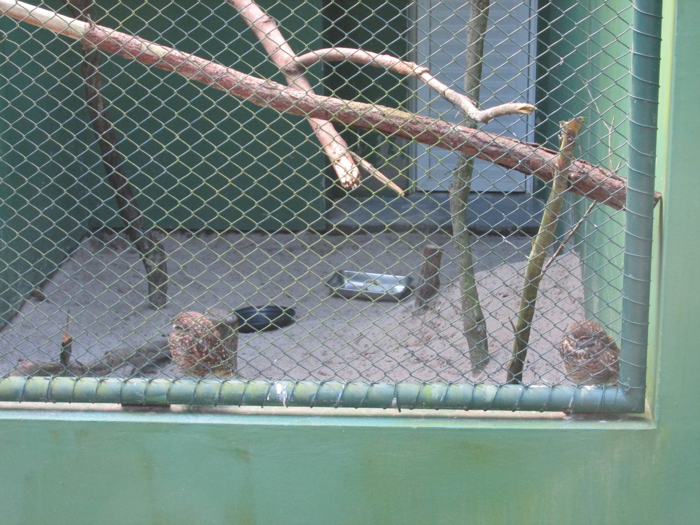 southern burrowing owls