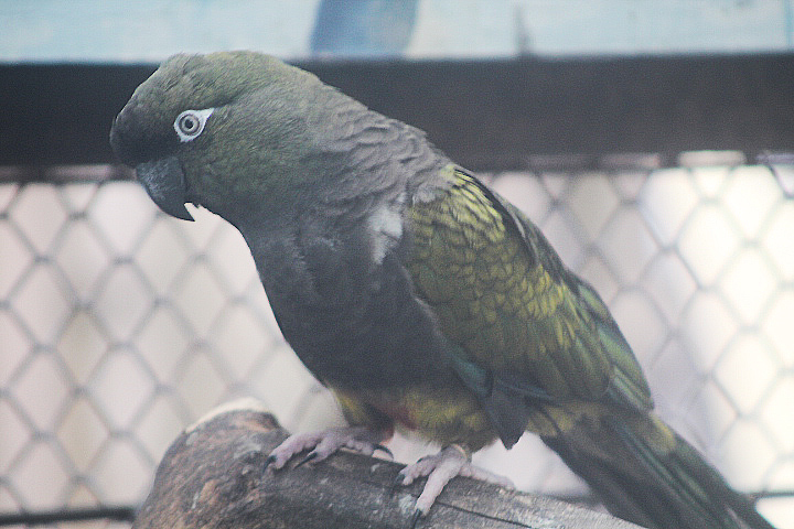 Southern burrowing parrot (Cyanoliseus patagonus patagonus)