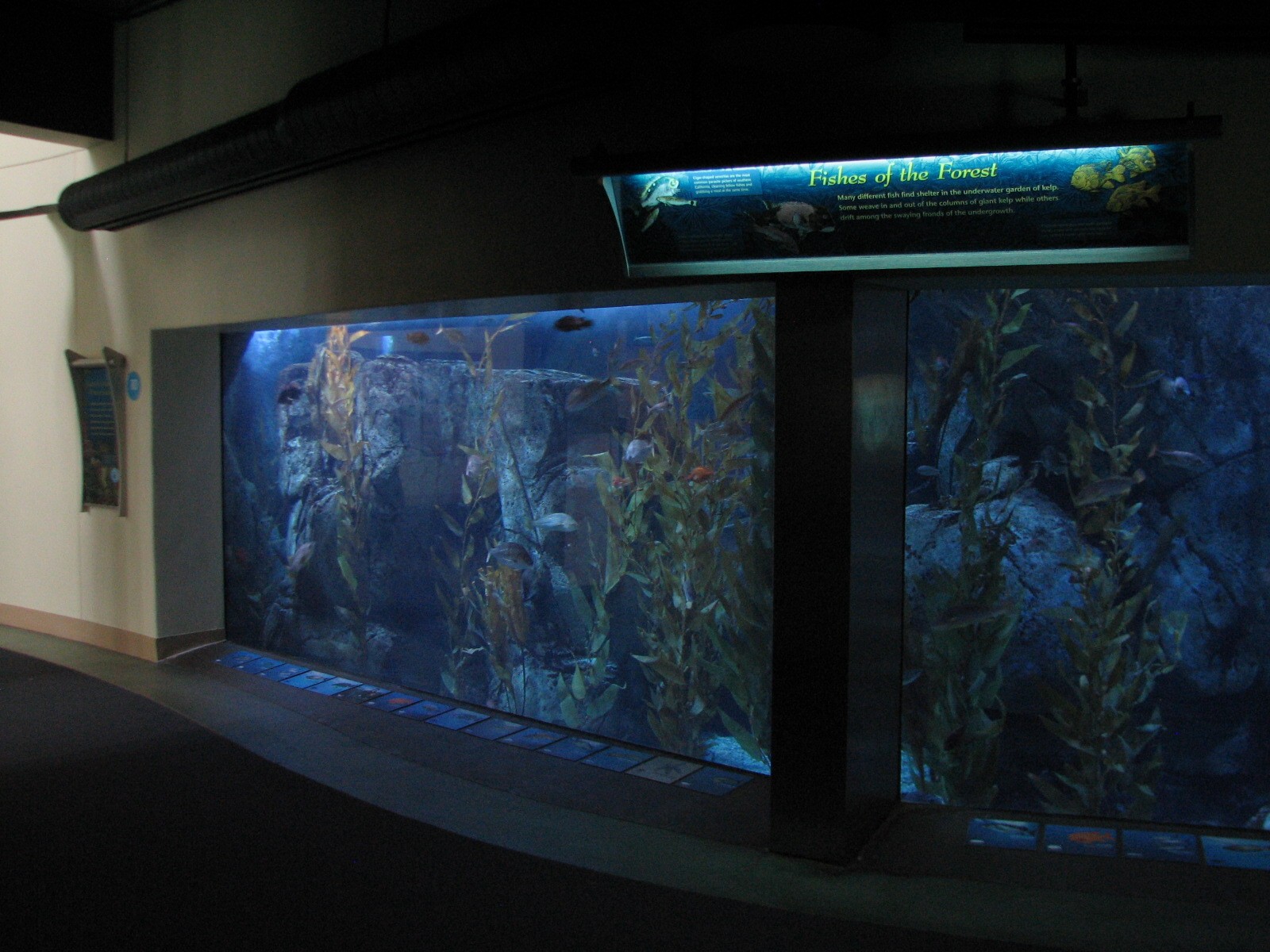 Southern California/Baja Gallery - Amber Forest Exhibit