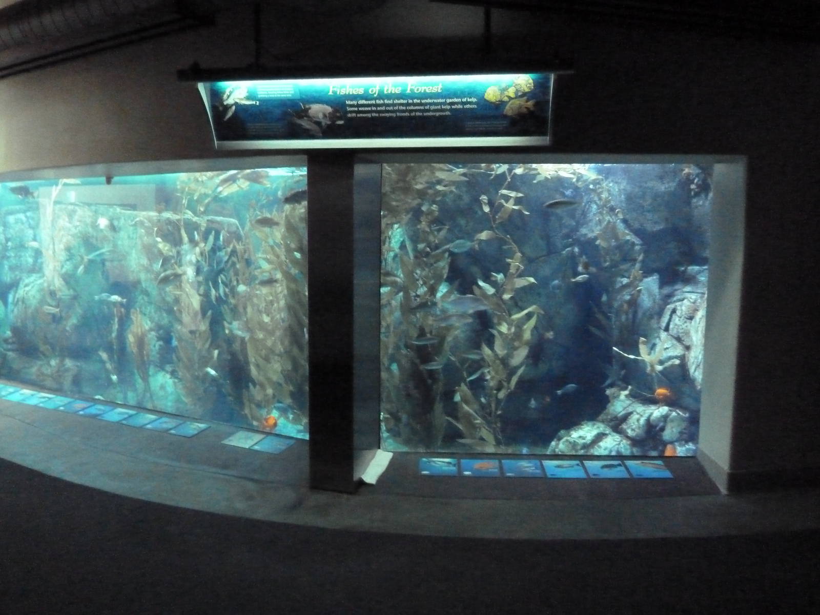 Southern California/Baja Gallery - Amber Forest Exhibit