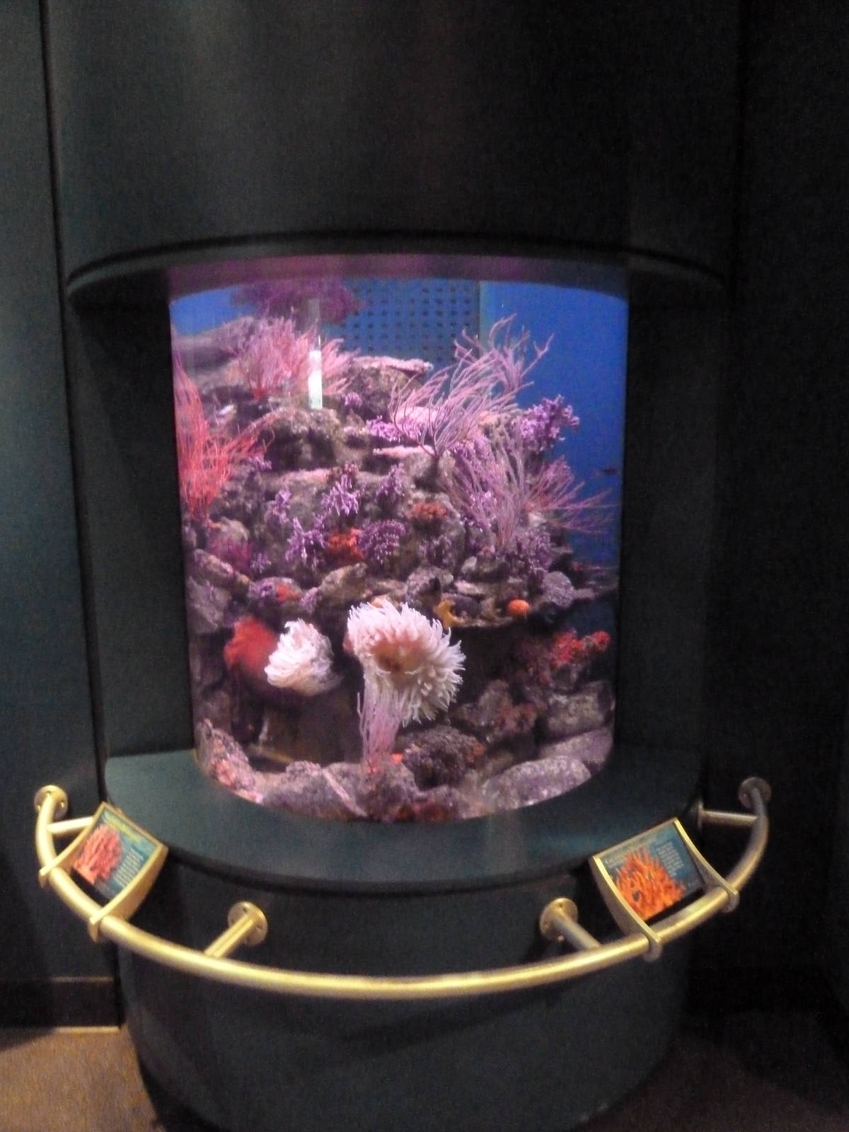 Southern California/Baja Gallery - California Hydrocoral Exhibit