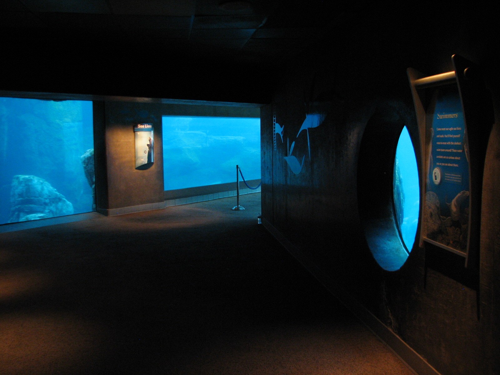 Southern California/Baja Gallery - California Sea Lion and Harbor Seal Exhi