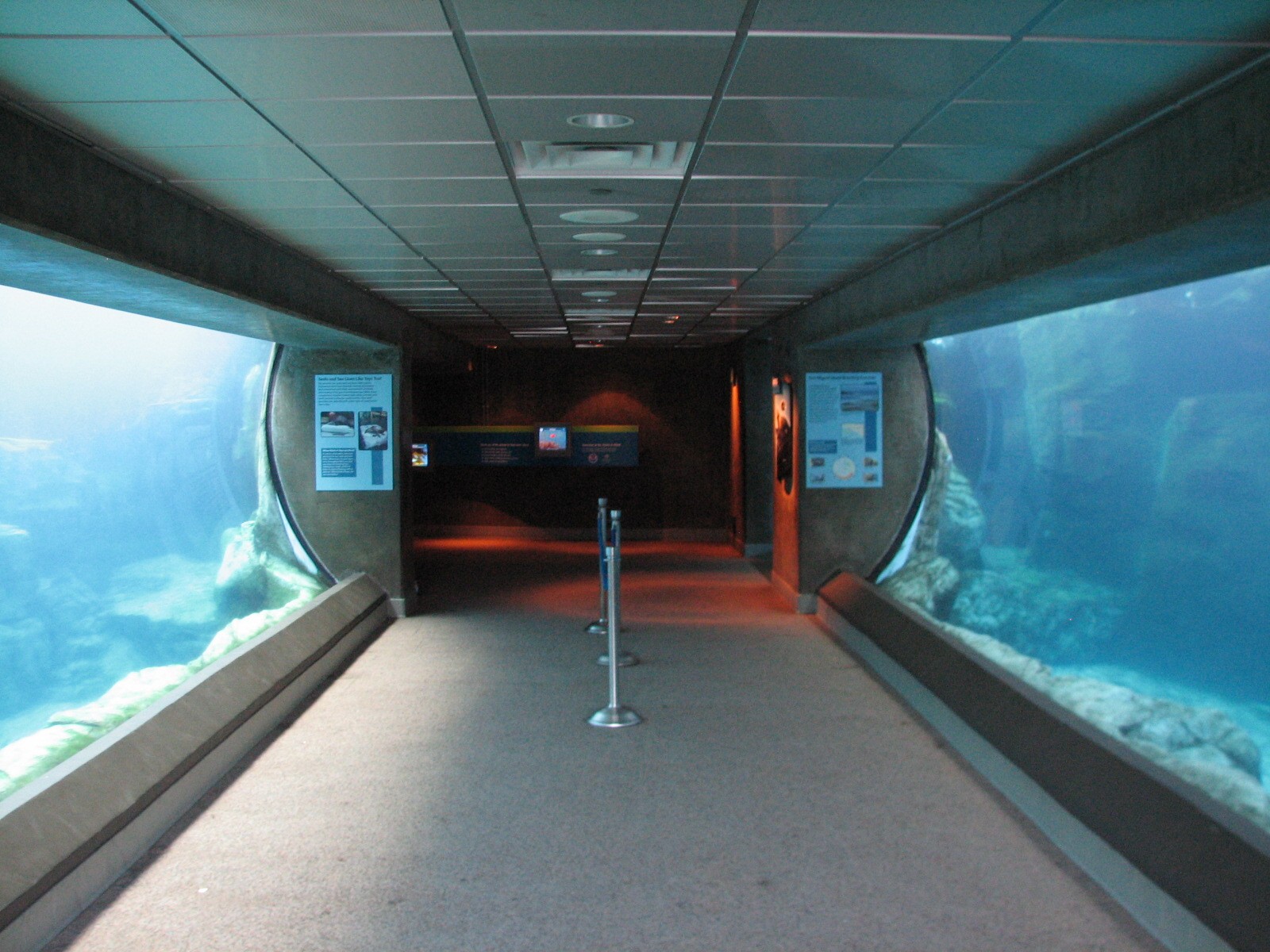 Southern California/Baja Gallery - California Sea Lion and Harbor Seal Exhi