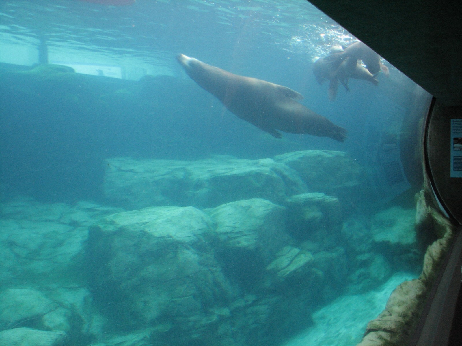 Southern California/Baja Gallery - California Sea Lion and Harbor Seal Exhi