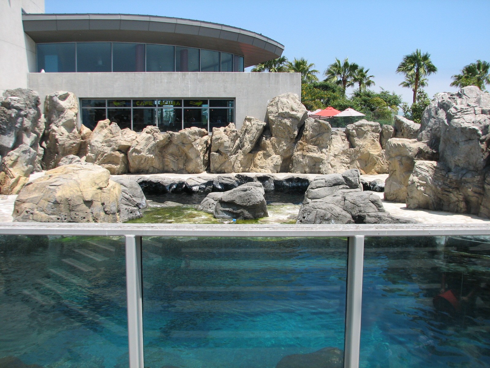 Southern California/Baja Gallery - California Sea Lion and Harbor Seal Exhi