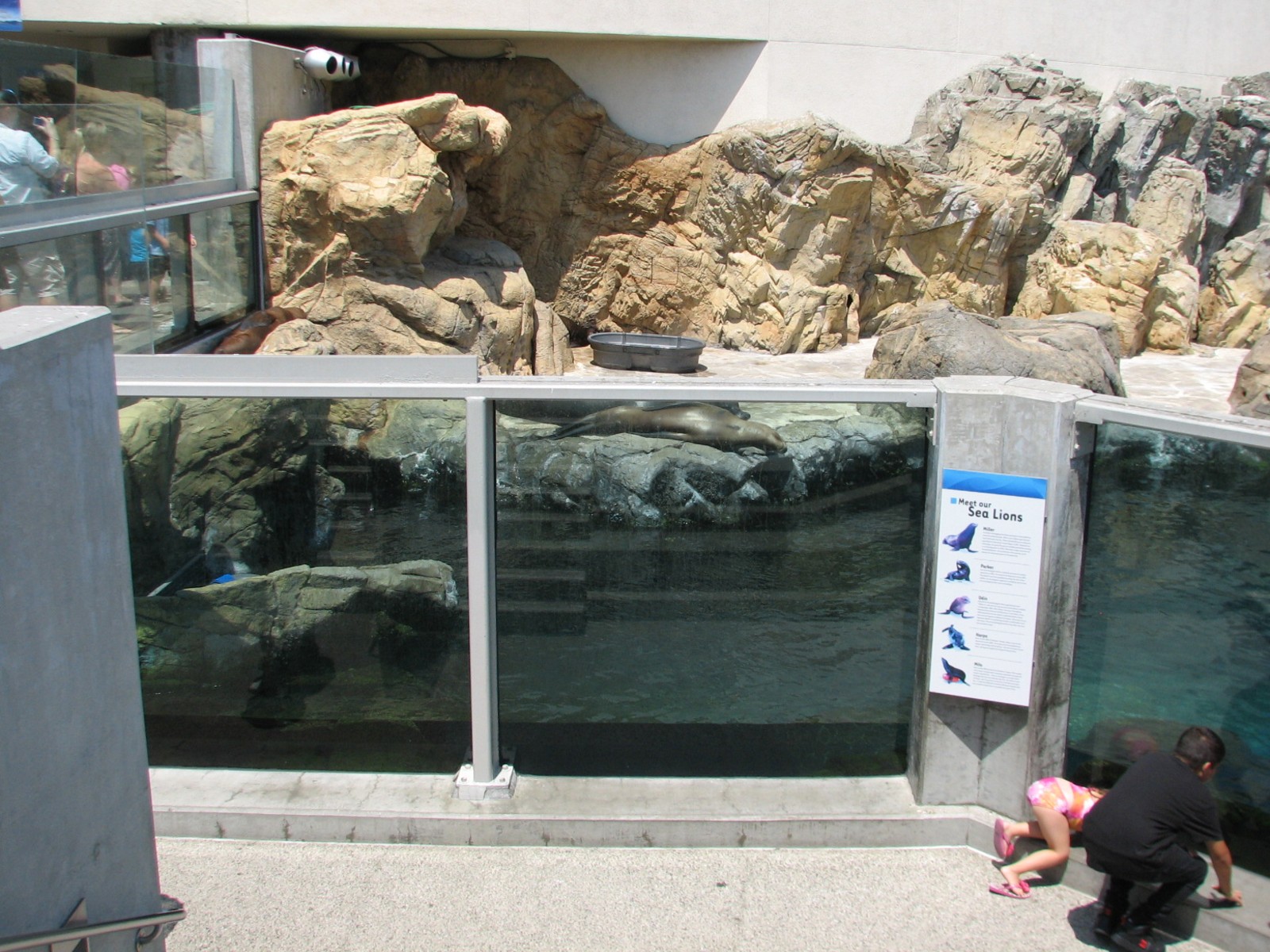 Southern California/Baja Gallery - California Sea Lion and Harbor Seal Exhi