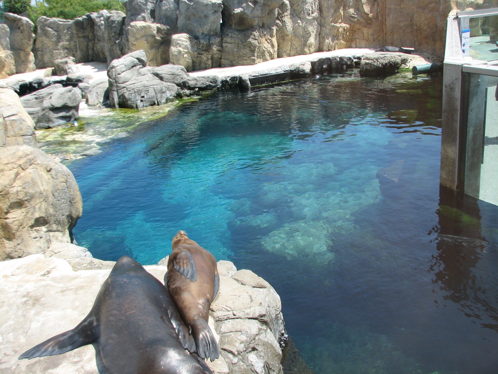 Southern California/Baja Gallery - California Sea Lion and Harbor Seal Exhi