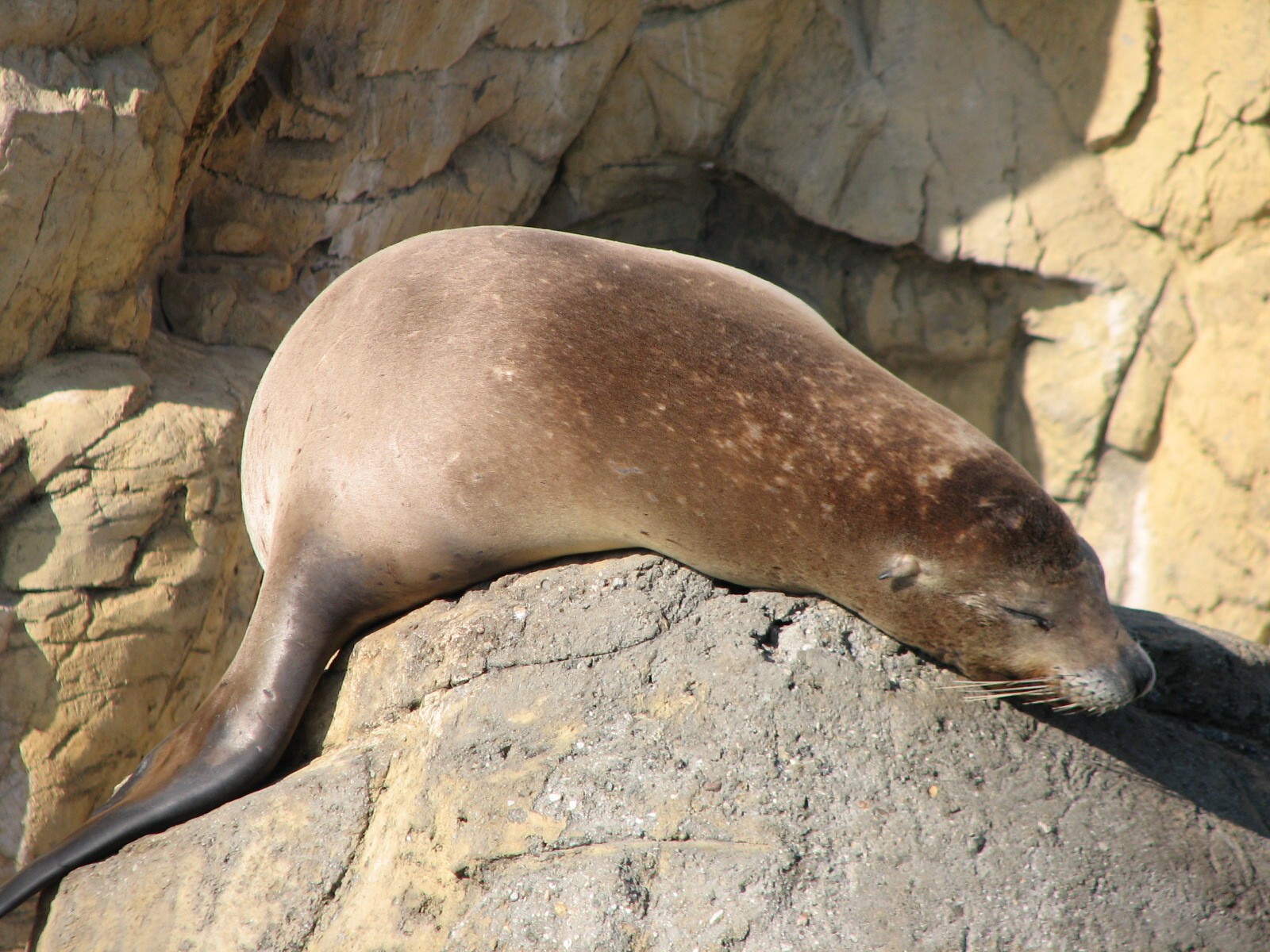 Southern California/Baja Gallery - California Sea Lion