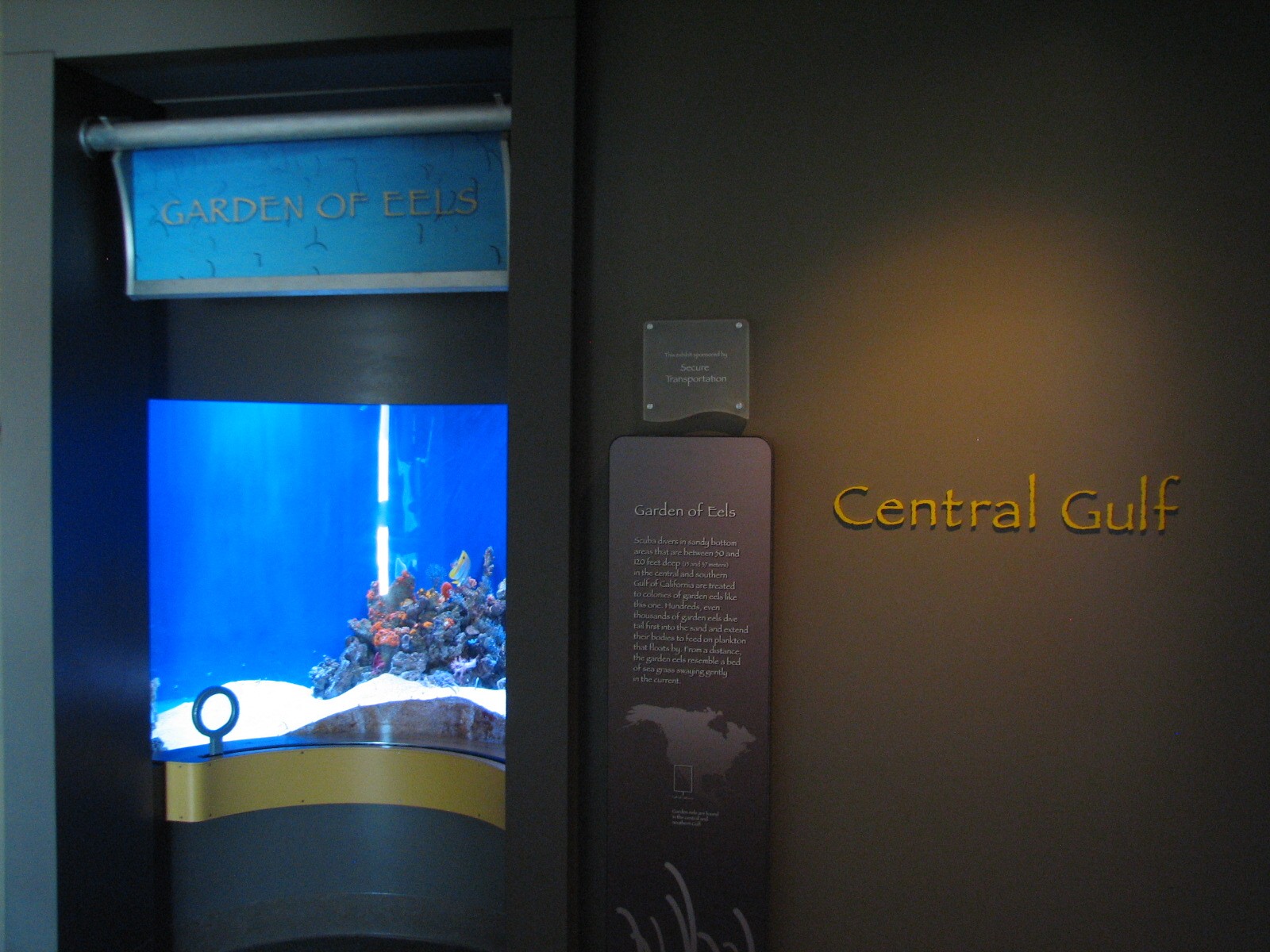 Southern California/Baja Gallery - Garden Eel Exhibit