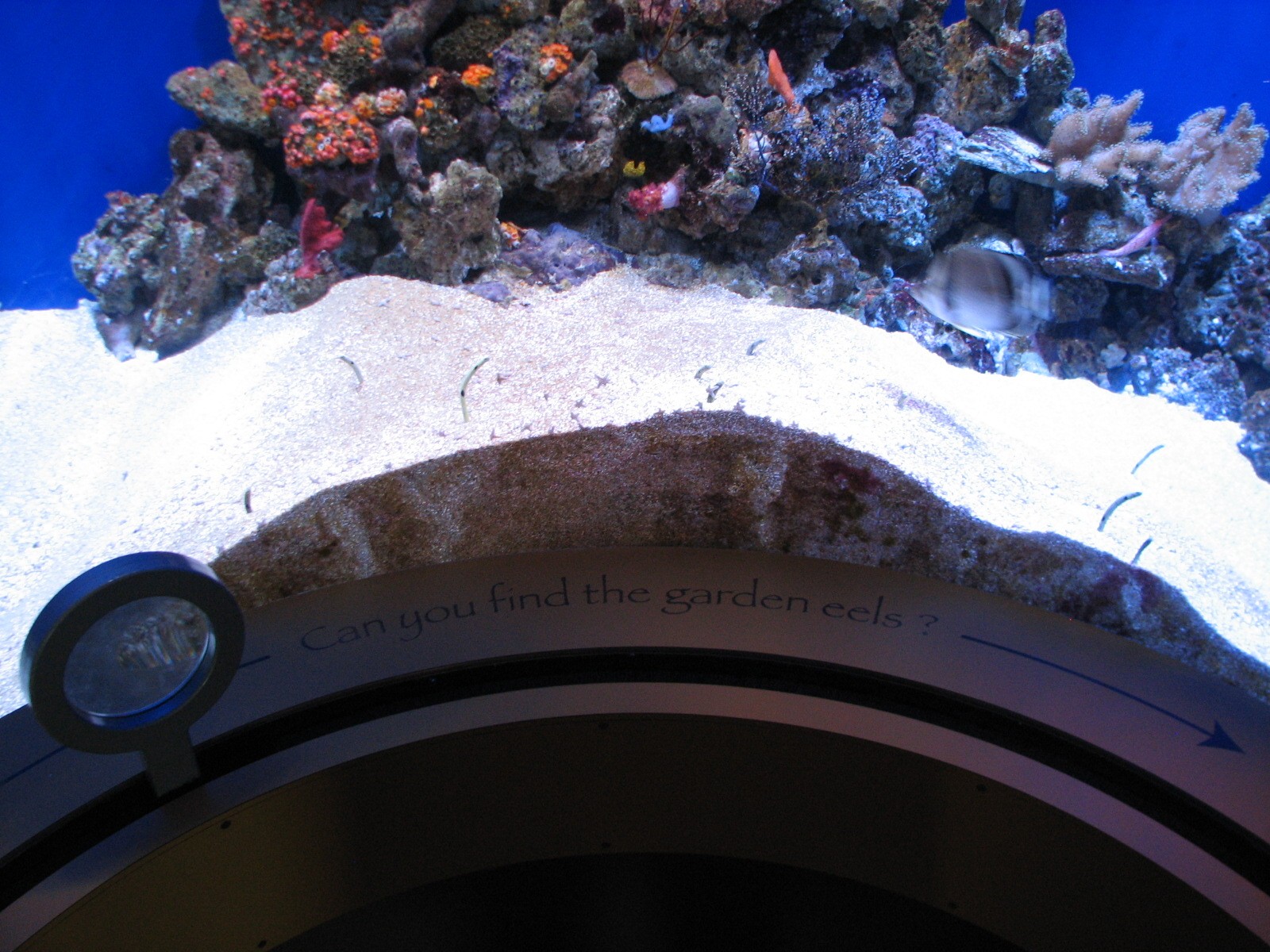 Southern California/Baja Gallery - Garden Eel Exhibit
